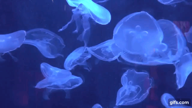 &quot;Legal&quot; - Co-Director &amp; Producer